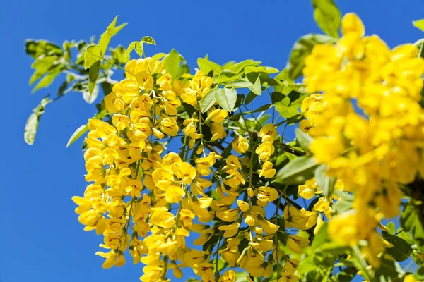 Rama Árbol Lluvia Dorada Con Flores Amarillas Sobre Fondo Azul Fotos de stock