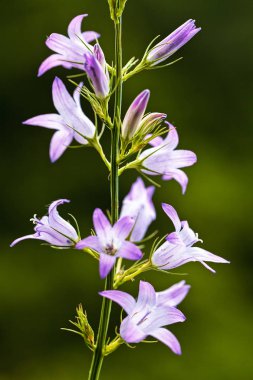 Bulanık yeşil arka planda mor çanlar, yüzeysel alan derinliğine dikkat edin.