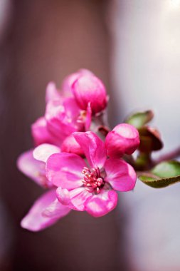  Açık arkaplanda Japon eriğinin kırmızı çiçekleri, sığ alan derinliğine dikkat edin.