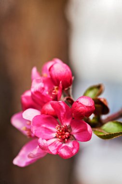  Açık arkaplanda Japon eriğinin kırmızı çiçekleri, sığ alan derinliğine dikkat edin.
