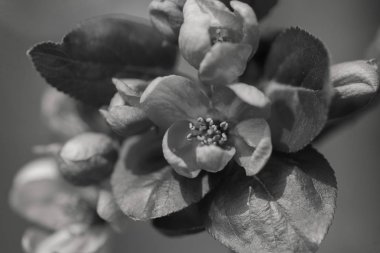  Japon eriğinin kırmızı çiçekleri, sığ tarlanın derinliğine dikkat edin.