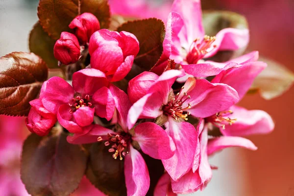 Flores Rojas Ciruela Japonesa Nota Poca Profundidad Campo — Foto de Stock