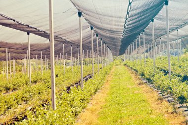 Korumalı ağlı bir tarlada sıra sıra yaban mersini fideleri, sığ alan derinliğine dikkat edin.