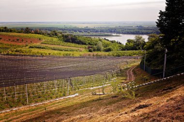 böğürtlen tarlaları ve anti-dolu ağları