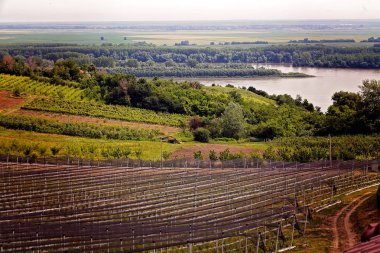 böğürtlen tarlaları ve anti-dolu ağları