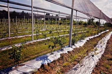 Korumalı ağlı bir tarlada sıra sıra yaban mersini fideleri, sığ alan derinliğine dikkat edin.