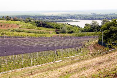 böğürtlen tarlaları ve anti-dolu ağları