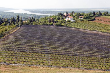 Yabanmersini tarlaları uzaktan izleniyor. Sığ alan derinliğine dikkat edin.