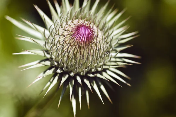 Pianta Spinosa Con Petali Rosa Fuoco Nota Profondità Campo Poco — Foto Stock