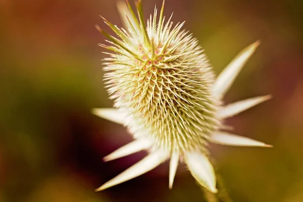 Spiky Flower Bud Focus Note Shallow Depth Field — 스톡 사진