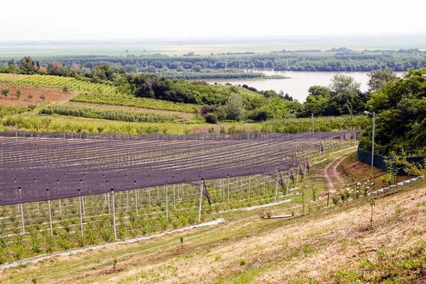 böğürtlen tarlaları ve anti-dolu ağları