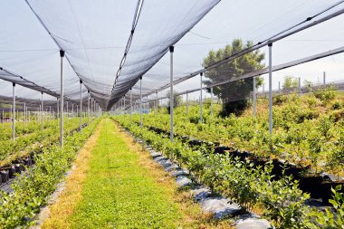 Korumalı ağlı bir tarlada sıra sıra yaban mersini fideleri, sığ alan derinliğine dikkat edin.