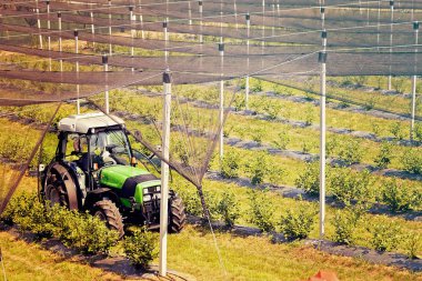 arka ayakları ve mekanizasyonu olan yabanmersini tarlaları, sığ alan derinliğine dikkat edin