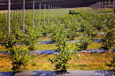 Çiftlikteki genç yaban mersini bitkilerini koru.