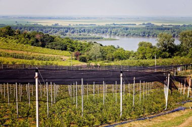 Yabanmersini tarlaları uzaktan izleniyor. Sığ alan derinliğine dikkat edin.