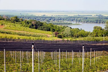 Yabanmersini tarlaları uzaktan izleniyor. Sığ alan derinliğine dikkat edin.