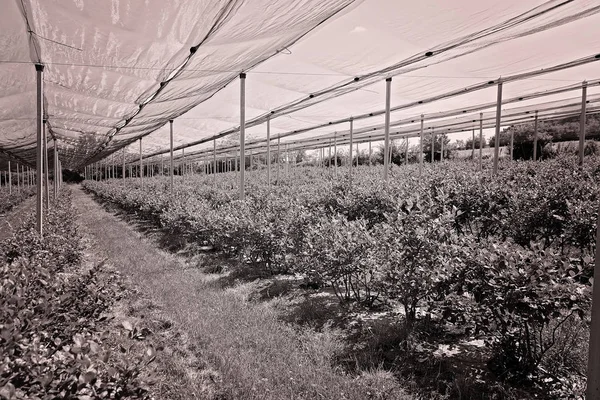 带有保护网的种植园上的一排排蓝莓幼苗 注意田野的浅层深度 — 图库照片