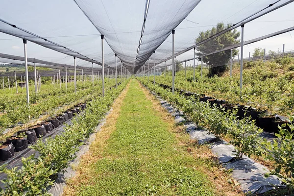 Rangées Plantules Bleuets Sur Une Plantation Avec Filet Protection Notez — Photo