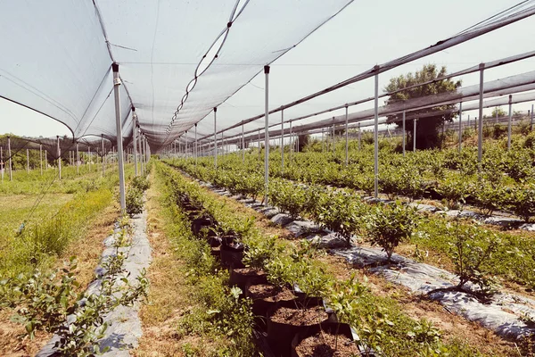 Řádky Borůvek Sazenice Plantáži Ochrannou Sítí Poznámka Mělká Hloubka Pole — Stock fotografie