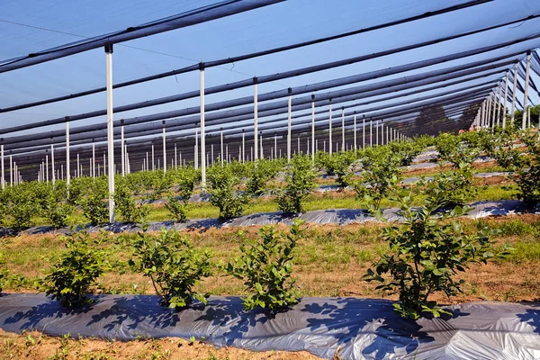 Protection Jeunes Plants Bleuets Sur Plantation — Photo