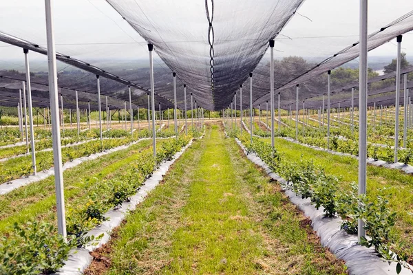 保护种植园内的年轻蓝莓植物 — 图库照片