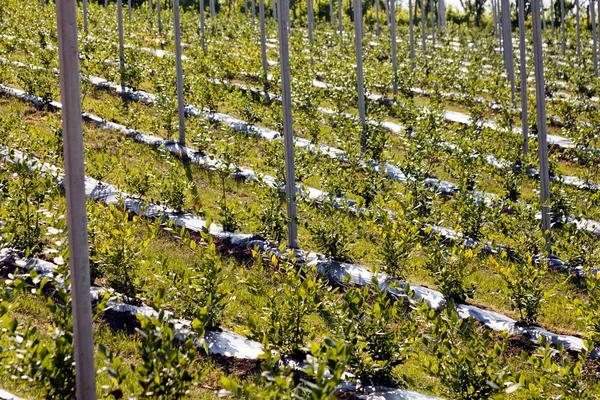 Protection  young blueberry plants on the plantation