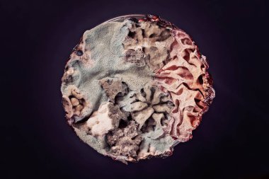 Kalıpla kaplanmış eski pasta, yüzeysel alan derinliğine dikkat edin.