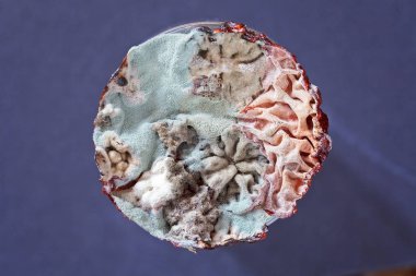 Kalıpla kaplanmış eski pasta, yüzeysel alan derinliğine dikkat edin.