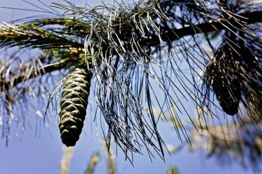 bir yaprak dökmeyen ağaç dalları 