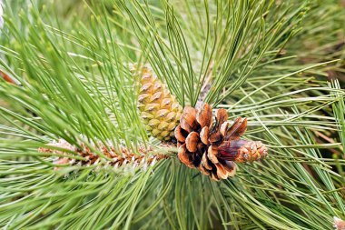 Çam ağacının üzerinde genç bir köknar konisi