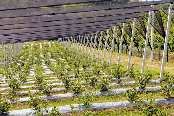 Protection Jeunes Plants Bleuets Sur Plantation — Photo