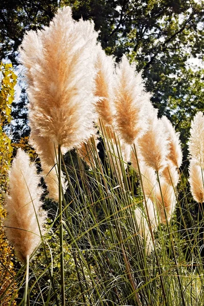 Pampas Grass Nature — Stock Photo, Image