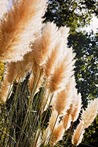 Pampas Grass Nature — Stock Photo, Image