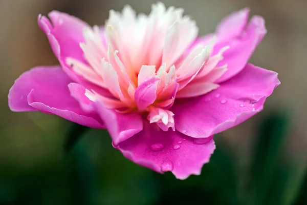 Beautiful Peony Flower Nature — Stock Photo, Image