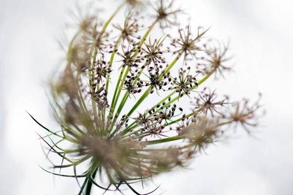 Квітка Дикої Моркви Полі — стокове фото