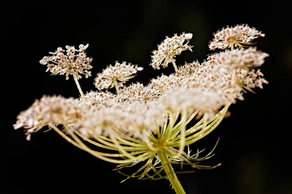 Dziki Kwiat Marchewki Polu — Zdjęcie stockowe