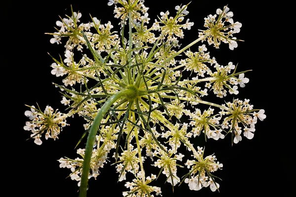 Fiore Carota Selvatica Campo — Foto Stock