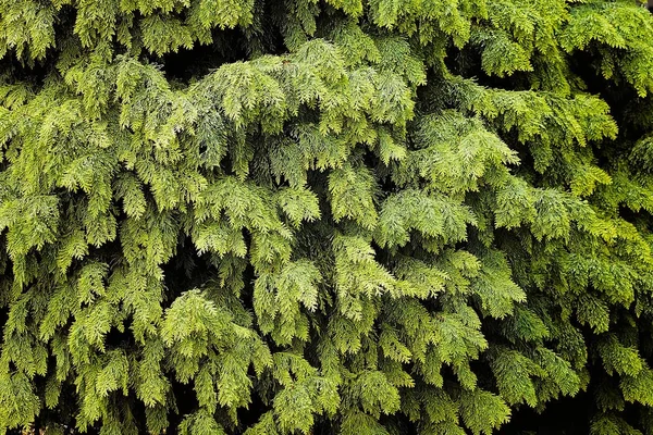 Arbusti Sempreverdi Natura — Foto Stock