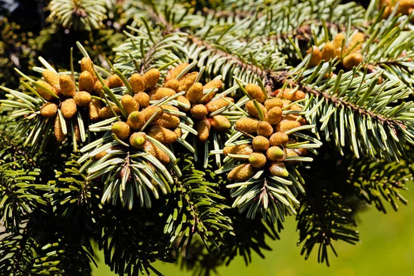 Zweige Eines Immergrünen Baumes — Stockfoto