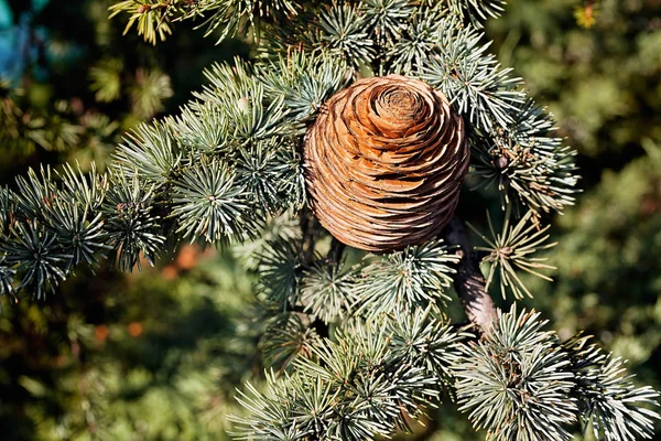 Grenarna Ett Vintergrönt Träd — Stockfoto