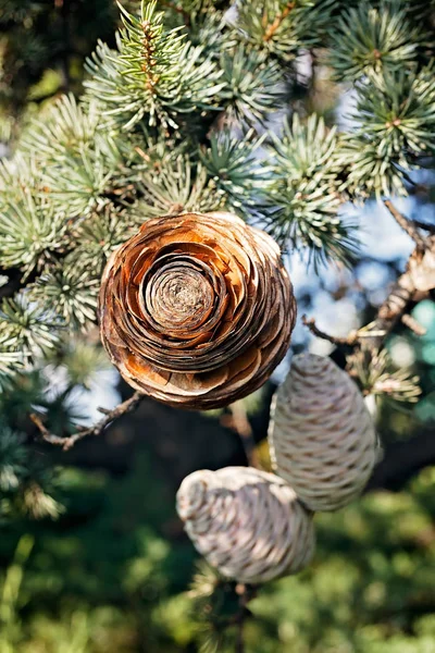 Branches Evergreen Tree — Stock Photo, Image