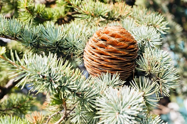 Branches Evergreen Tree — Stock Photo, Image