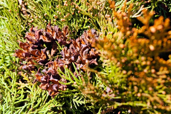 Arbustes Feuilles Persistantes Dans Nature — Photo