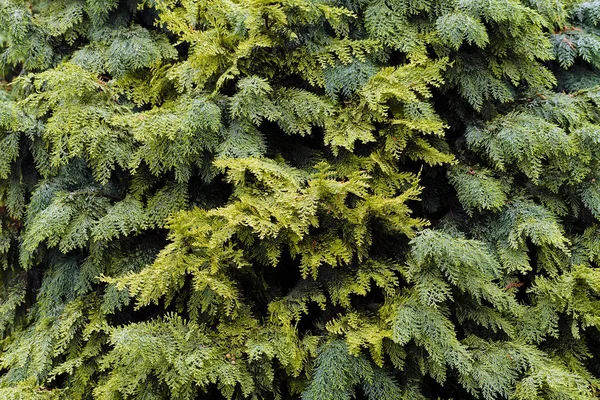 Arbusti Sempreverdi Natura — Foto Stock