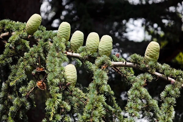 Zweige Eines Immergrünen Baumes — Stockfoto