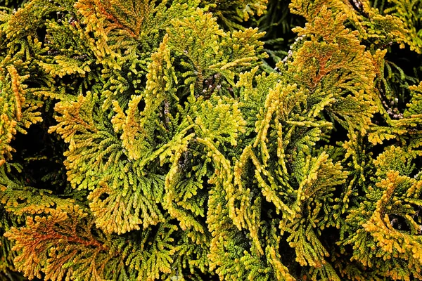 Evergreen Shrubs Nature — Stock Photo, Image