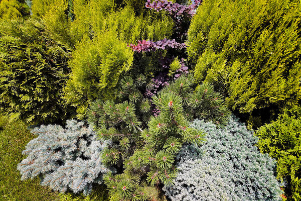 вечнозеленые кустарники
