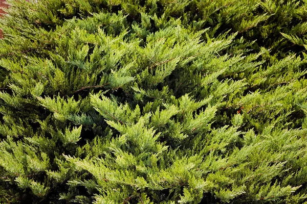 Immergrüne Sträucher Der Natur — Stockfoto