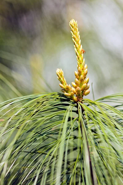 bir yaprak dökmeyen ağaç dalları 