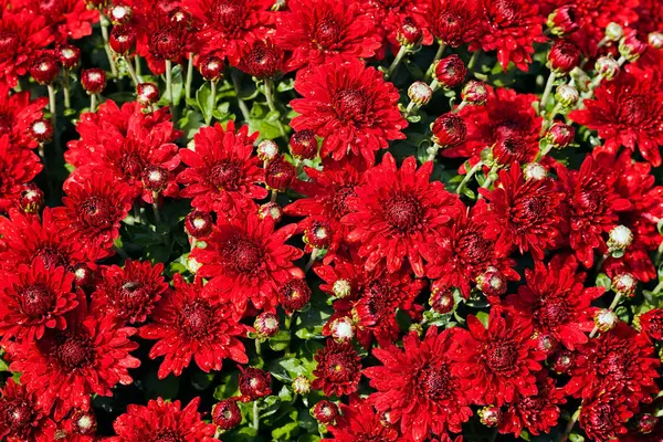 Yazın sonundaki çiçekli çalılar, sığ alan derinliğine dikkat edin.